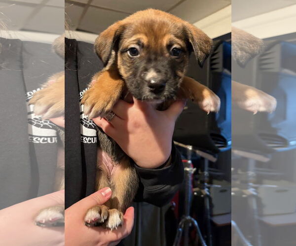 Medium Photo #3 Mastiff-Unknown Mix Puppy For Sale in Clarkston, MI, USA