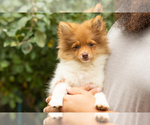 Small #1 Pomeranian