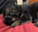 Small Photo #10 German Shepherd Dog Puppy For Sale in CULPEPER, VA, USA