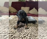 Small #2 Doberman Pinscher