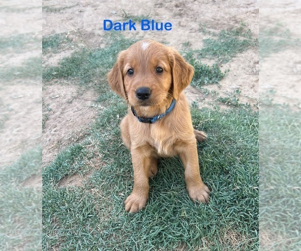Medium Photo #6 Golden Retriever Puppy For Sale in FRESNO, CA, USA