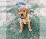 Small #4 Golden Retriever