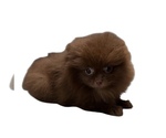 Small #3 Pomeranian