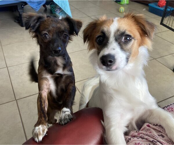 Medium Photo #7 Papshund Puppy For Sale in Palatka, FL, USA