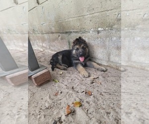 German Shepherd Dog Puppy for sale in TOWN N COUNTRY, FL, USA