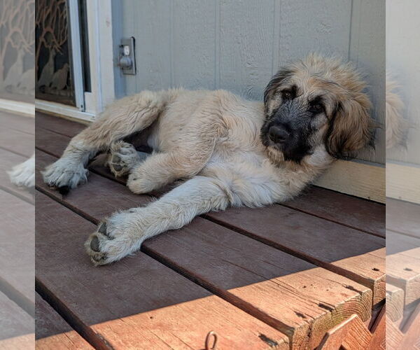 Medium Photo #2 Bouvier Des Flandres-Great Pyrenees Mix Puppy For Sale in Lafayette, CA, USA