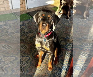 Rottweiler Dogs for adoption in Euless, TX, USA