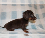 Small #2 Dachshund