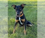 Small #2 Mutt