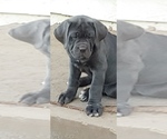 Small Photo #2 Cane Corso Puppy For Sale in OVERLAND, MO, USA