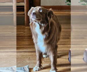 Mother of the Sheprador puppies born on 03/26/2025