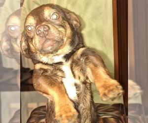 Chihuahua-Unknown Mix Dogs for adoption in San Antonio, TX, USA