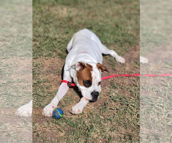 Medium Photo #21 Boxer-Unknown Mix Puppy For Sale in Rosenberg, TX, USA