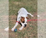 Small #20 Boxer Mix