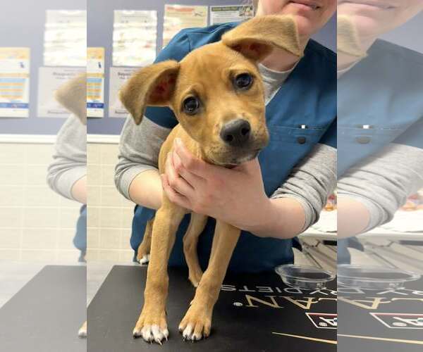 Medium Photo #2 Mutt Puppy For Sale in Minneapolis, MN, USA