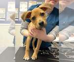 Small #1 Mutt