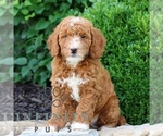 Small #3 Goldendoodle (Miniature)