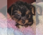 Small Photo #196 Yorkshire Terrier Puppy For Sale in AKRON, OH, USA