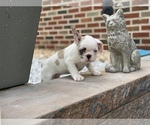 Small Photo #13 French Bulldog Puppy For Sale in WEST ORANGE, NJ, USA