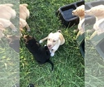 Small #7 American Bulldog-Labrador Retriever Mix