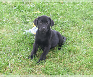 Labrador Retriever Puppy for sale in SYRACUSE, IN, USA