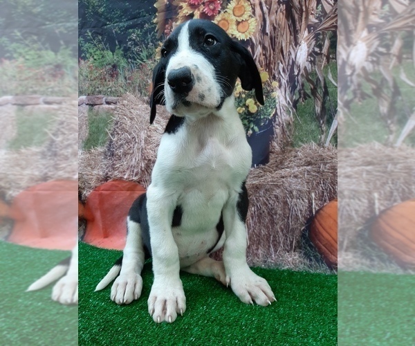 Medium Photo #3 Great Dane Puppy For Sale in CARTHAGE, TX, USA