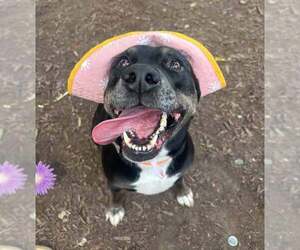 Yasmeen - Female Labrador Retriever-Unknown Mix Dog for Adoption - Photo #7