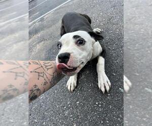 Boston Terrier-Unknown Mix Dogs for adoption in Oklahoma City, OK, USA