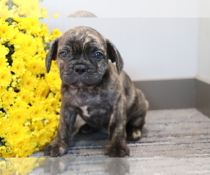 Frengle Dog for Adoption in SHILOH, Ohio USA
