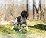 Small Photo #5 German Shorthaired Pointer Puppy For Sale in BRISTOL, IN, USA