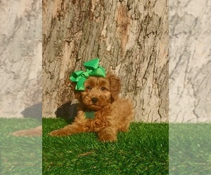 Goldendoodle (Miniature) Puppy for sale in INDIANAPOLIS, IN, USA