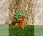 Small Goldendoodle (Miniature)