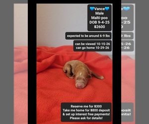 Maltipoo (Toy) Puppy for sale in TUCSON, AZ, USA