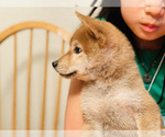 Small Photo #14 Shiba Inu Puppy For Sale in FREMONT, CA, USA