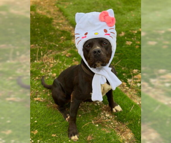 Medium Photo #7 American Bulldog-Unknown Mix Puppy For Sale in Ventura, CA, USA