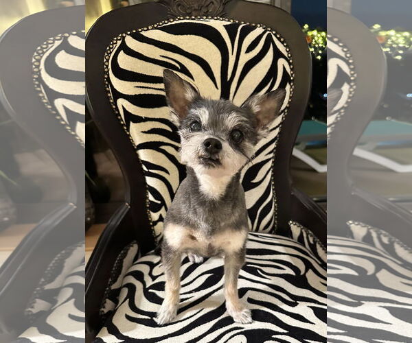 Medium Photo #4  Puppy For Sale in , 
