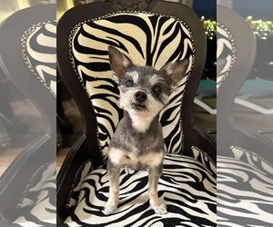 Mutt Dogs for adoption in Allentown,, PA, USA