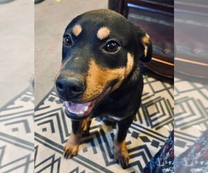 Black Mouth Cur-Unknown Mix Dogs for adoption in Claremore, OK, USA