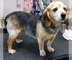 Beagle-Unknown Mix Dogs for adoption in Cary, NC, USA