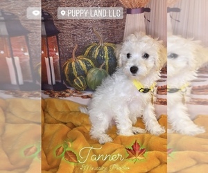 Poodle (Miniature) Puppy for sale in TEXAS CITY, TX, USA