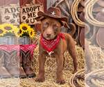Small Photo #4 Labrador Retriever Puppy For Sale in Yardley, PA, USA