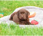 Small #2 Labrador Retriever