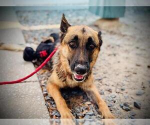 German Shepherd Dog Dogs for adoption in Orlando, FL, USA