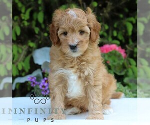 Goldendoodle (Miniature) Puppy for sale in EAST EARL, PA, USA