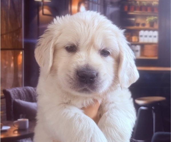 Medium Photo #21 English Cream Golden Retriever Puppy For Sale in MEDFORD TOWNSHIP, NJ, USA