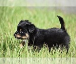 Small #4 Miniature Australian Shepherd