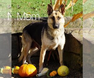 Mother of the German Shepherd Dog-Siberian Husky Mix puppies born on 06/06/2021