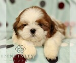 Small #1 Shih Tzu