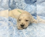 Puppy 6 English Cream Golden Retriever