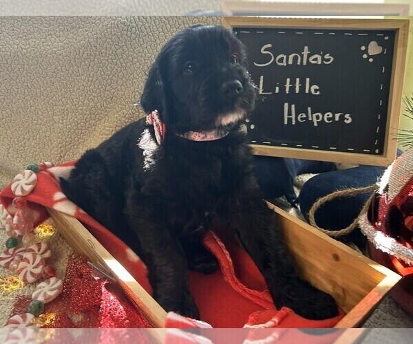 Medium Photo #9 Goldendoodle Puppy For Sale in FORT LAUDERDALE, FL, USA